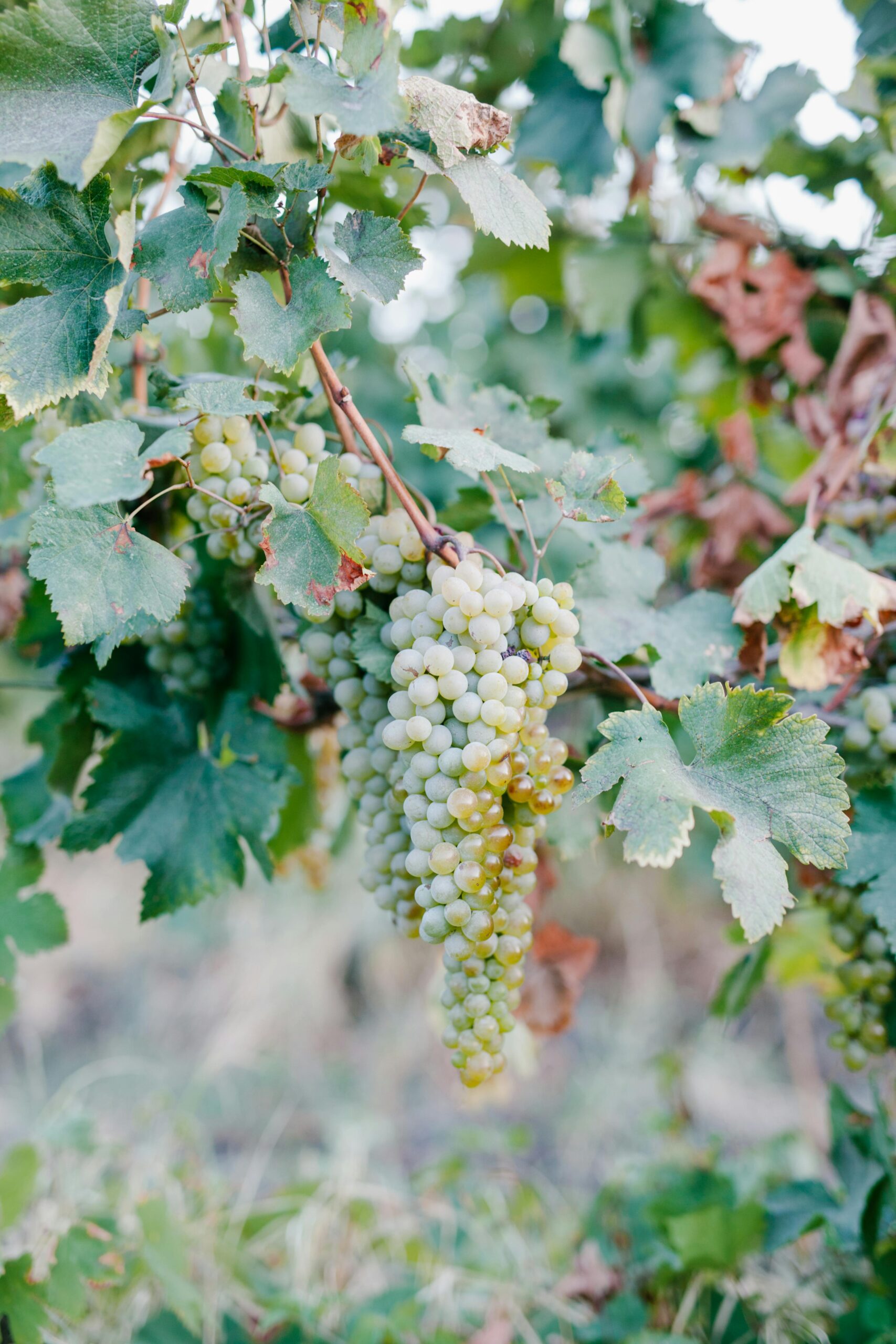 Vid con uvas a lo largo.